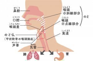 のどの構造