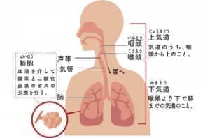 呼吸の仕組み