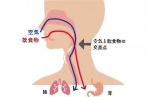 誤嚥の仕組み