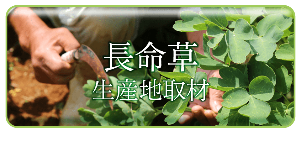 農薬不使用・長寿の沖縄で採れる秘草、長命草
