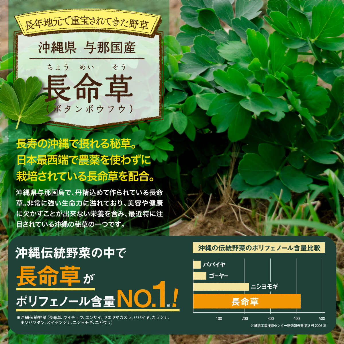 長年地元で重宝されてきた野草、長命草