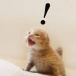 ねこ背の改善ストレッチと予防