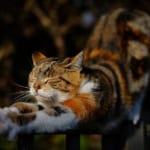 疲れにくい体の使い方②
