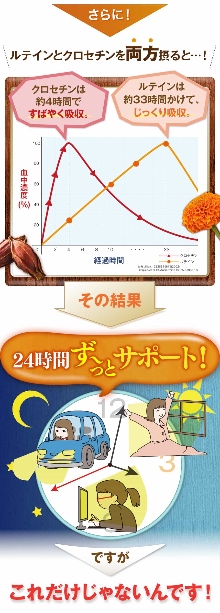 さらに、ルテインとクロセチンを両方摂ると。ルテインは約４時間で素早く吸収。ルテインは約３３時間かけてじっくり吸収。その結果、２４時間ずっとサポート